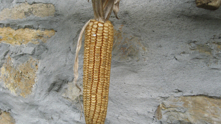 Šumadija: Kukuruza nema na trećini parcela