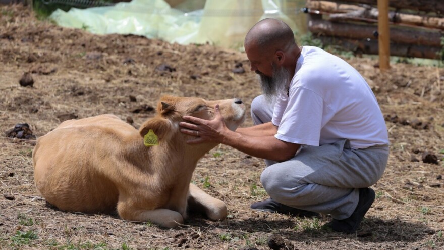 Uzgoj buša i nubijskih koza na farmama kraj Mionice - šta spaja porodice Nikolić i Blagojević?