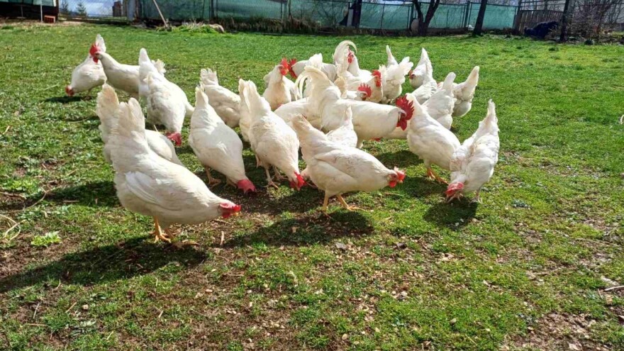 Marko Đukić: Bez kombinovane ishrane koka, nema ni jaja