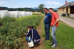 Stočni bob sve popularniji: RWA sorte u proizvodnji industrijskog proteina