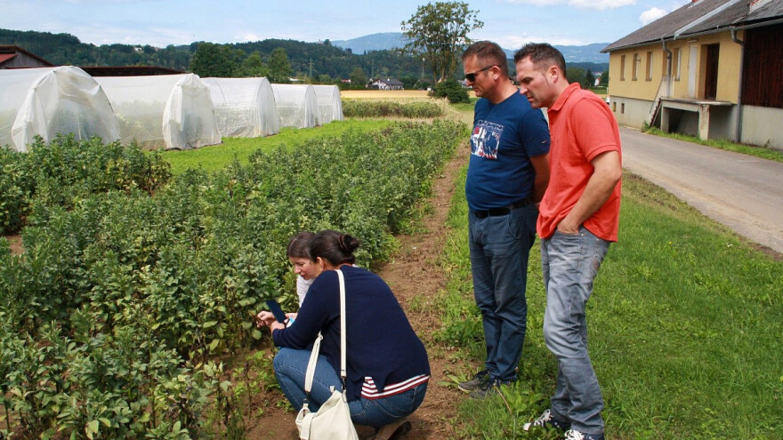 Stočni bob sve popularniji: RWA sorte u proizvodnji industrijskog proteina