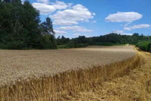 Ove godine 5,2 tone pšenice po hektaru, Žita Srbije traže pomoć Ministarstva u izvozu