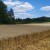 Ove godine 5,2 tone pšenice po hektaru, Žita Srbije traže pomoć Ministarstva u izvozu