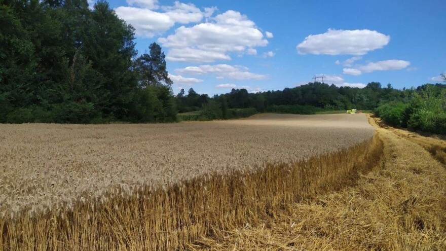 Ove godine 5,2 tone pšenice po hektaru, Žita Srbije traže pomoć Ministarstva u izvozu