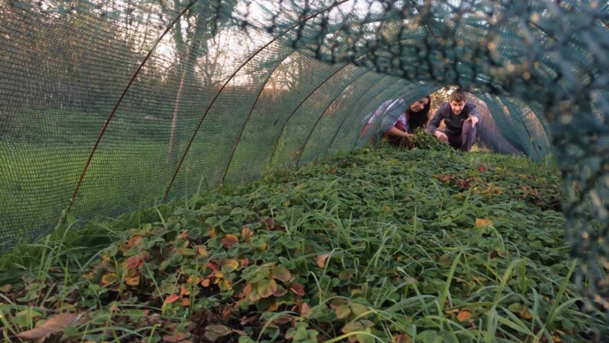 Milica Đorđević ima 27 godina i uzgaja jagode