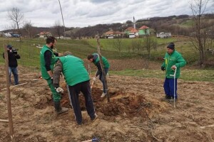 Drijen: Perspektivna vrsta za intenzivni voćarski uzgoj