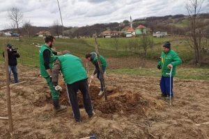 Dren: Perspektivna vrsta za intenzivni voćarski uzgoj