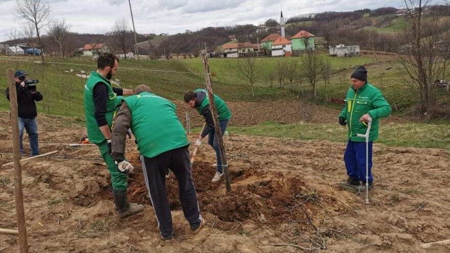 Drijen: Perspektivna vrsta za intenzivni voćarski uzgoj u BiH