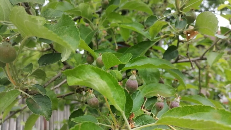 Zaštite jabuke i kruške adekvatno - vremenske prilike ubrzale razvoj bolesti