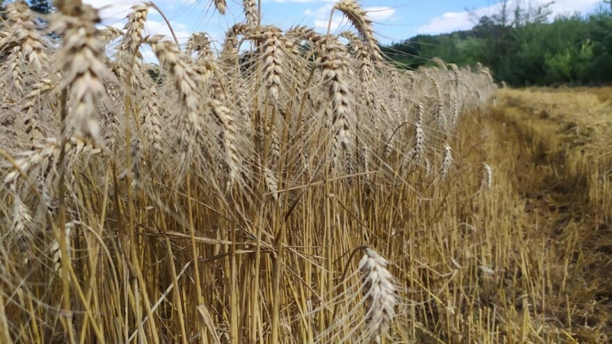 Panika i turbulencije na berzama žitarica se nastavljaju