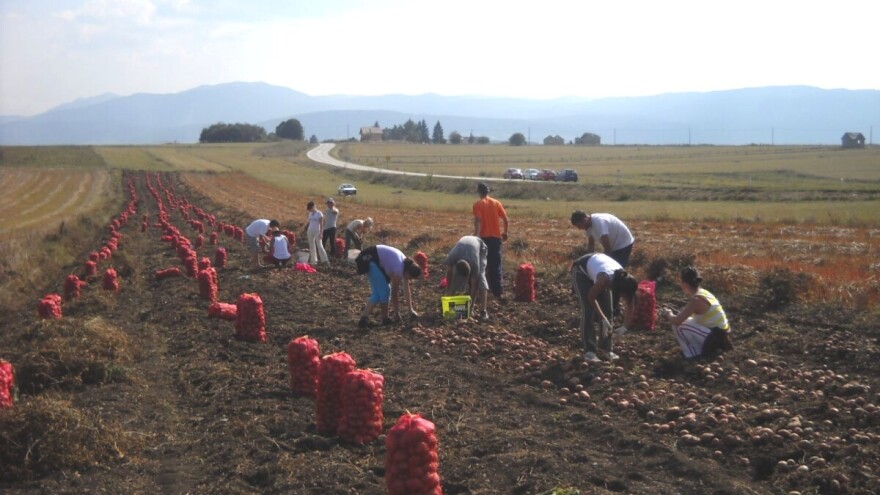 Proizvođač Slobodan Paštar koristi prirodnu metodu čuvanja konzumnog krompira