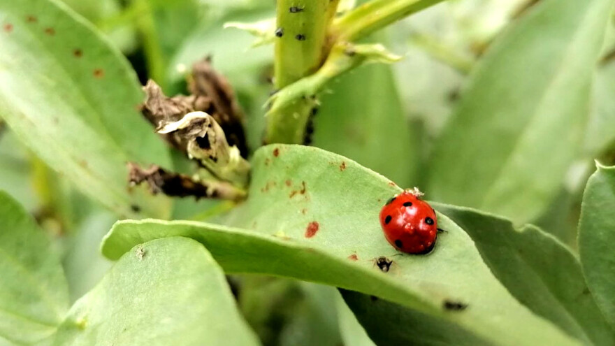 Bubamare se hrane štetnicima - kako ih privući i zadržati u vrtu?