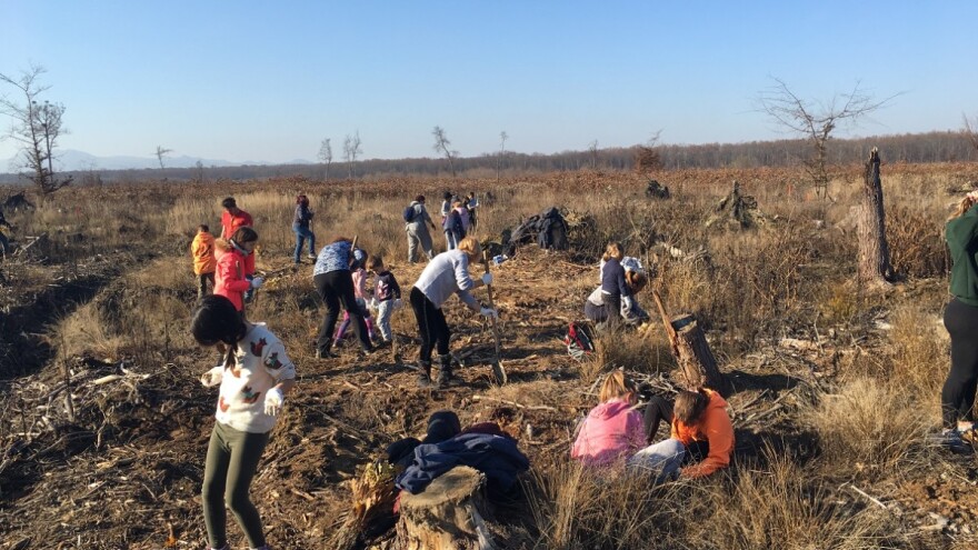 Tisuću volontera - šumoboraca u mjesec dana posadilo 15 tisuća stabala