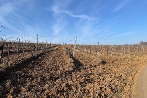 Objavljen natječaj: Gotovo 4,7 milijuna eura za restrukturiranje i konverziju vinograda