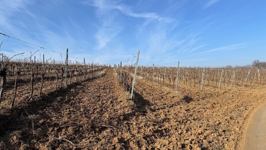 Objavljen natječaj: Gotovo 4,7 milijuna eura za restrukturiranje i konverziju vinograda