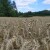 Ratari Južnog Banata: Pšenica 50 dinara, smeniti ministra poljoprivrede