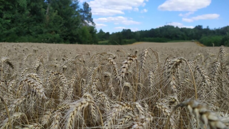 Ratari Južnog Banata: Pšenica 50 dinara, smeniti ministra poljoprivrede