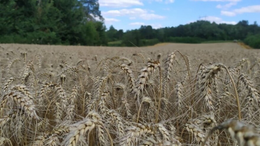 Srbijanski ratari izašli sa svojom cijenom pšenice - ovo je minimalna!