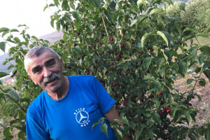 300 stabala drenjine i rasadnik - za proizvode "Po propisu"