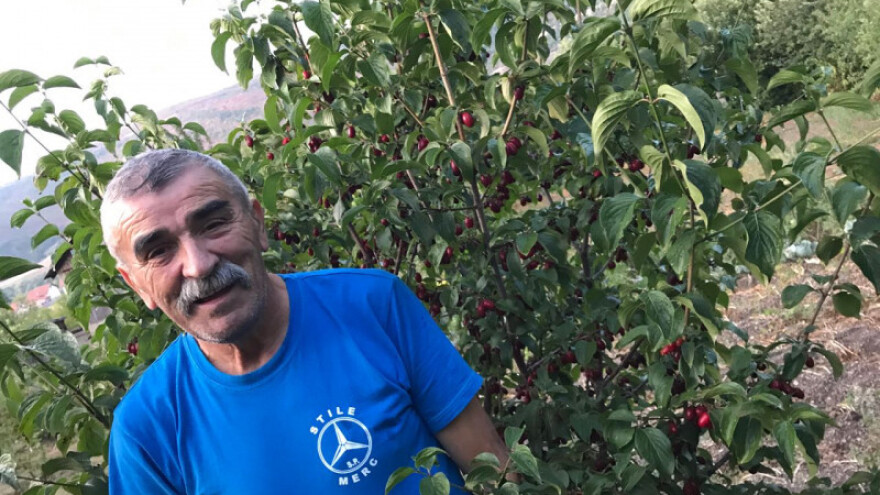 300 stabala drenjine i rasadnik - za proizvode "Po propisu"