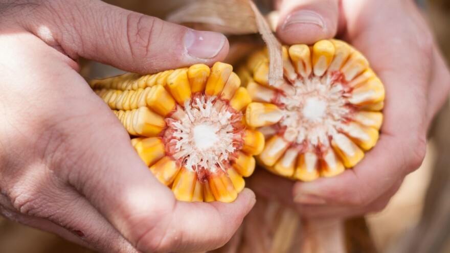 KWS hibridi za kvalitet zrna i silaže