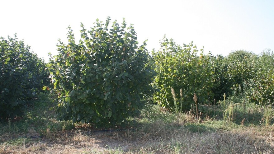 U Baču 50 hektara pod lešnikom