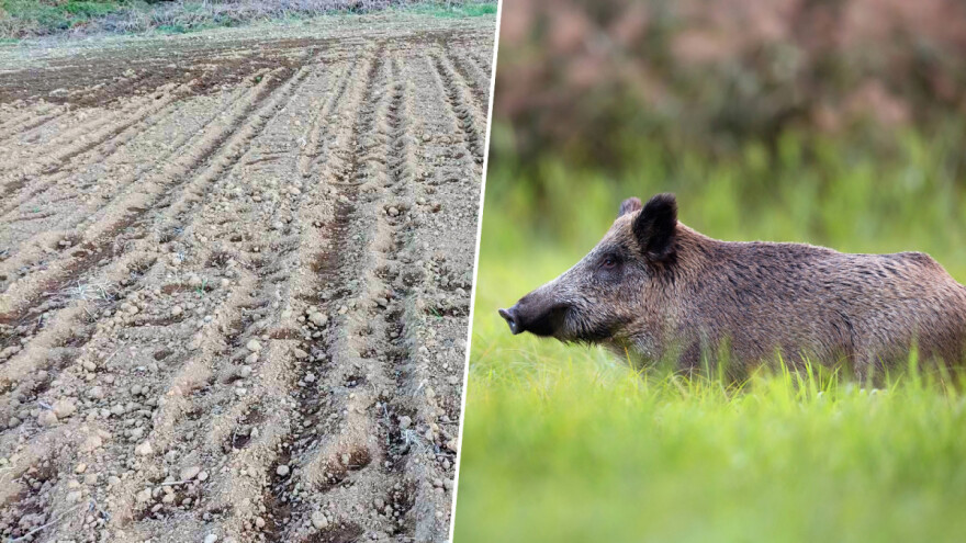 Divlje svinje uništavaju usjeve, vade tek zasijani kukuruz