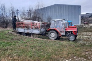 Gatački farmeri zadovoljni prodajom domaćih goveda: "Zovu odsvakle"