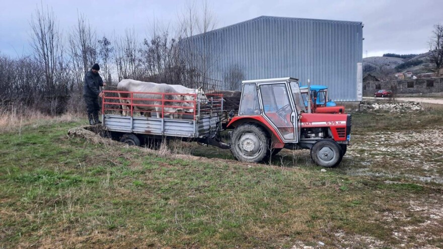 Gatački farmeri zadovoljni prodajom domaćih goveda: "Zovu odsvakle"