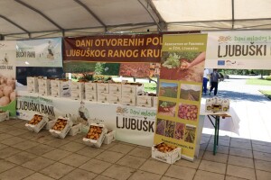 U Ljubuškom ove godine zasađeno oko 350 hektara krompira