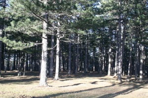 Zakon o klimatskim promenama do kraja godine: Pošumljavanje najefektniji način borbe