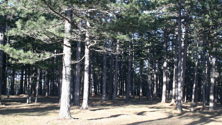 Sunčano i toplo do četvrtka