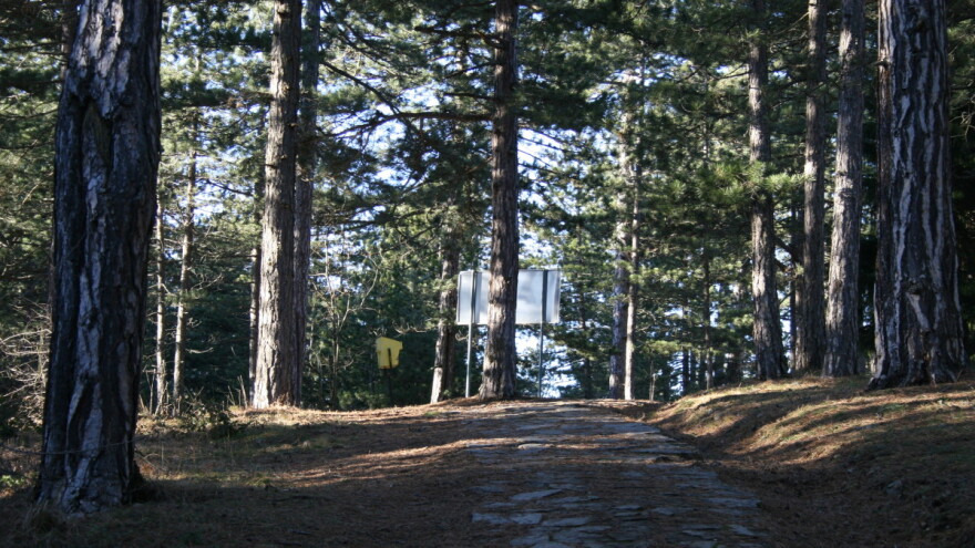 Kako drveće međusobno komunicira?