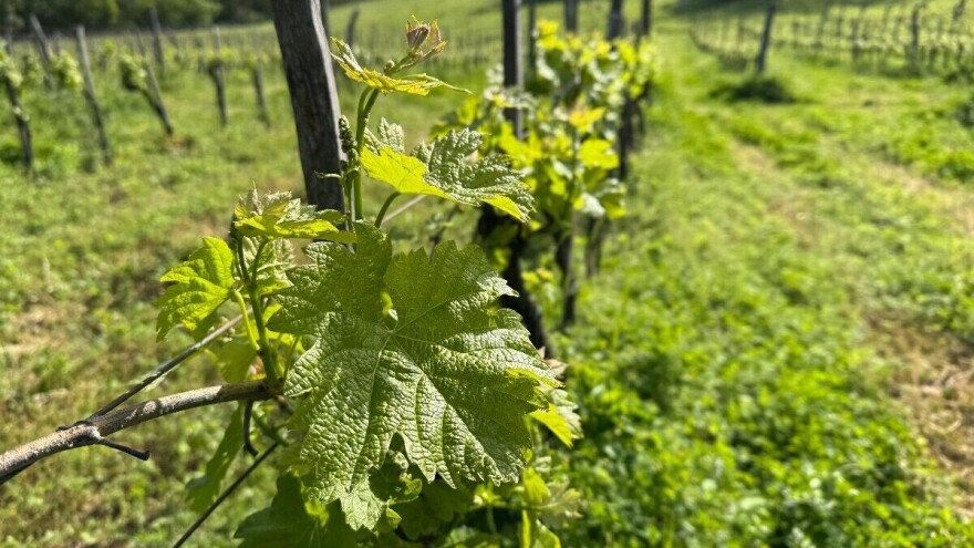 Ne čekajte simptome - obavite zaštitu vinove loze od bolesti i štetnika