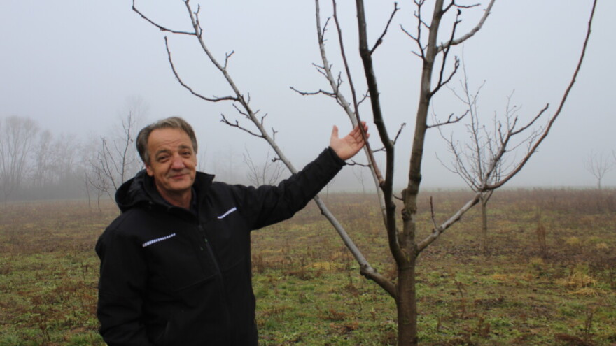 Mladen Miličević posadio je 1.050 stabala oraha Chandler, uskoro mu stiže prvi puni rod