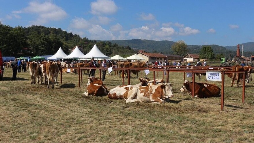 Održan čuveni rogatički sajam - ko ima najbolje junice, krave...