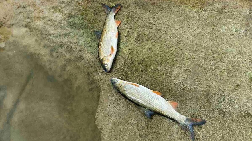 Građani prijavlju masovni pomor ribe: Šta se dešava u ZDK?