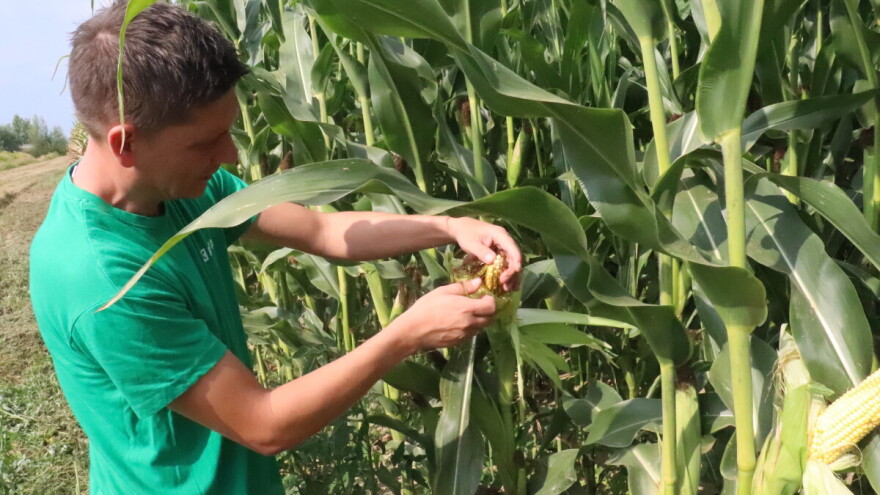 Željko Medić: Biramo rane hibride kukuruza zbog manje vlažnosti zrna
