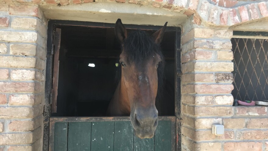 Uzgajate konje? Zahtjev za potporu podnesite do kraja mjeseca