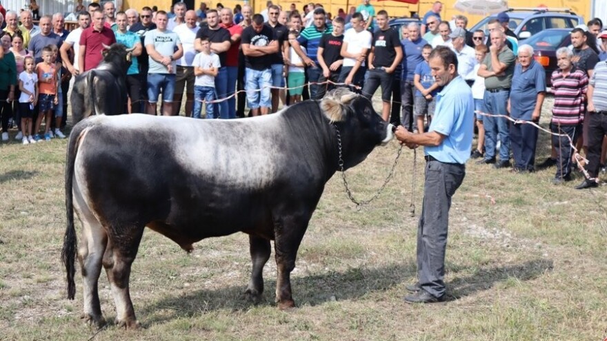 Objavljujemo spisak najboljih grla na gatačkoj izložbi stoke
