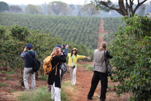 Kako izgledaju plantaže kave? Evo kako se proizvodi sirovina za naš omiljeni jutarnji napitak