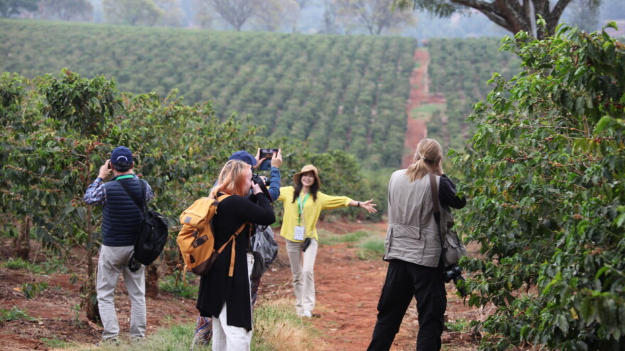 Kako izgledaju plantaže kave? Evo kako se proizvodi sirovina za naš omiljeni jutarnji napitak