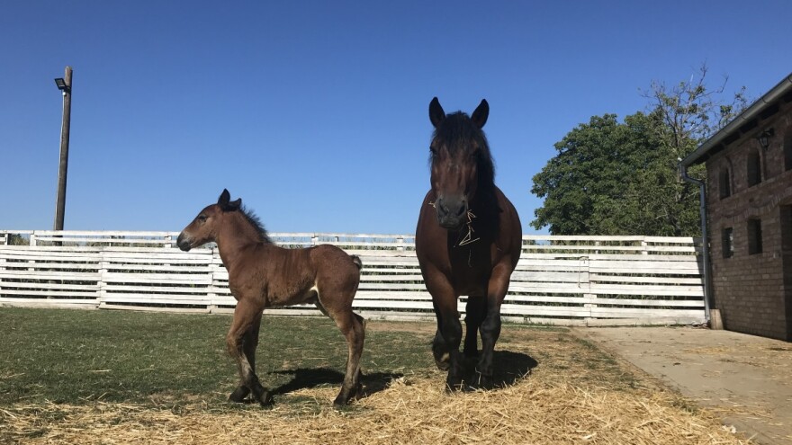 VII. savjetovanje uzgajivača konja održat će se virtualnim putem