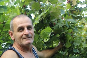Lješnjaci su najisplativija kultura za sadnju