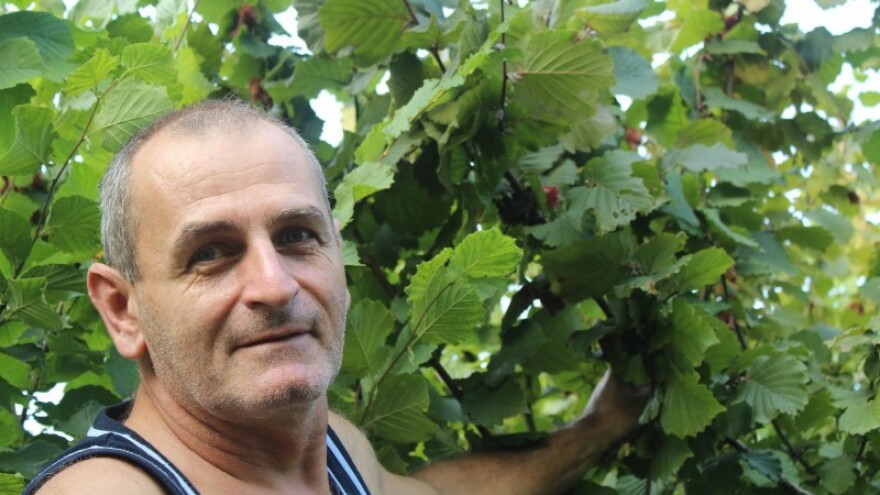 Lješnjaci su najisplativija kultura za sadnju