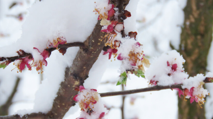 Dok je ratare snijeg obradovao, voćare brine duže razdoblje niskih temperatura