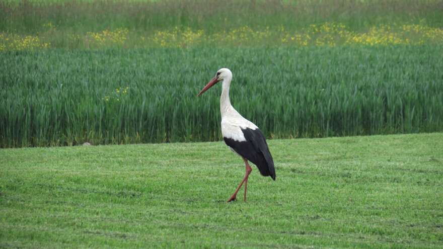 Gubitkom insekata, gubimo i ptice: Kukci su ključni izvori energije za selice, a sve ih je manje