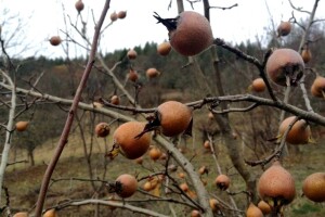 Novembar zakazao: Temperature će se penjati i do 19°C