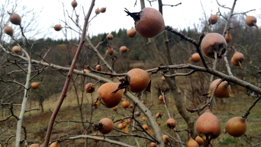 Novembar zakazao: Temperature će se penjati i do 19°C