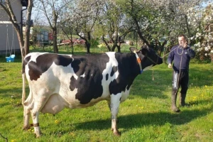 Rekorderka Tara pomela konkurenciju u proizvodnji mleka